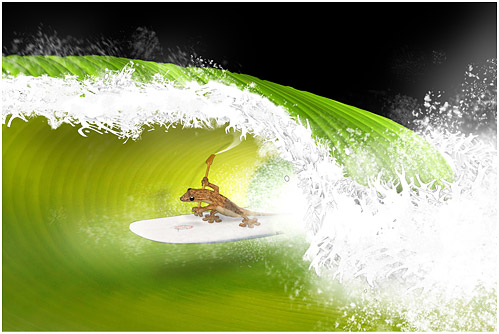 Woosh Surfing Gecko